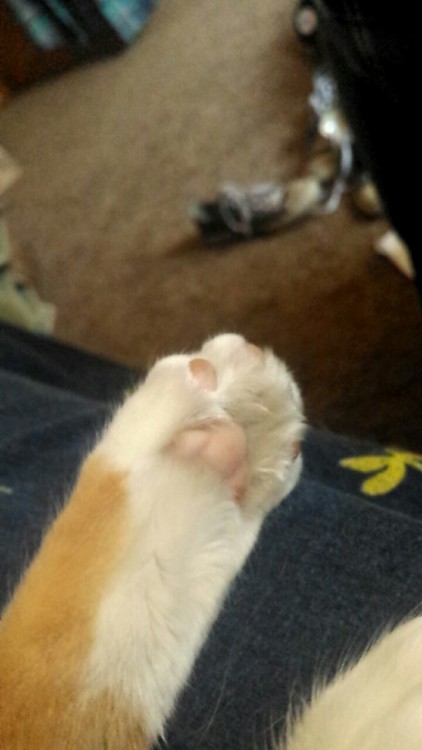 frosty-dragonlord69: My cats paw is very important