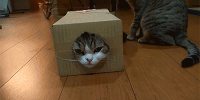 futurastic:-Box and Maru&Hana.-