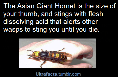 consulting-angel-of-the-timelord:  ultrafacts:  See more facts Here  i’ve seen