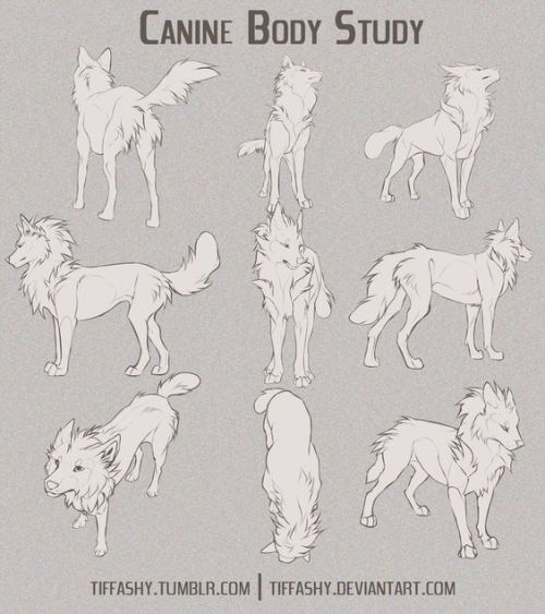 art-tnt:Canine Studies - Body -Ear -Nose -Teeth -Head -Paw Artist: Tiffashy 