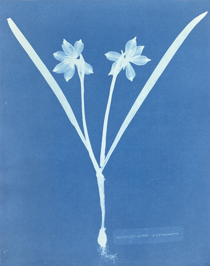 cinoh:  Anna Atkins &amp; Anne Dixon, Leucojam Varium, 1854. Cyanotype. England.