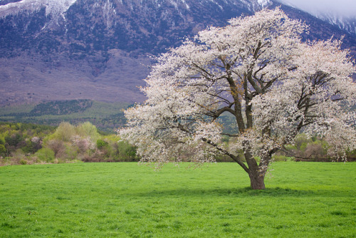 Scenery of the North 