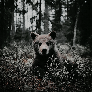 aredhels:  which worldwide deity am i? Mielikki is the Finnish goddess of forests and the hunt. She 