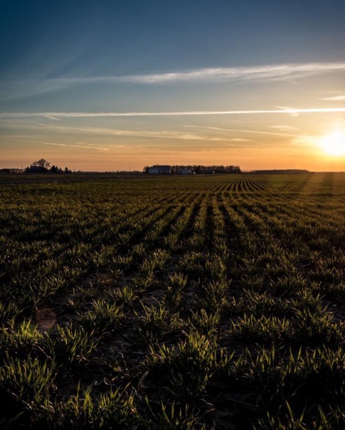 Rows and rows. – Photo by Mike Balonek