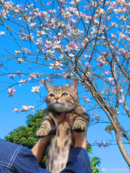 fuckyeahchinesefashion: Kitten and spring. Photo by 发财是只喵9