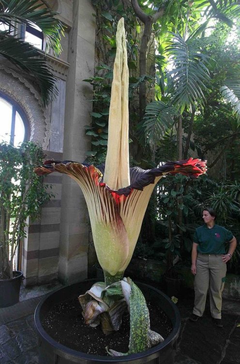 forphotographer:  Amorphophallus titanum - the biggest flower   “ La Diva “ , Wilhelma Stuttgart, Germany