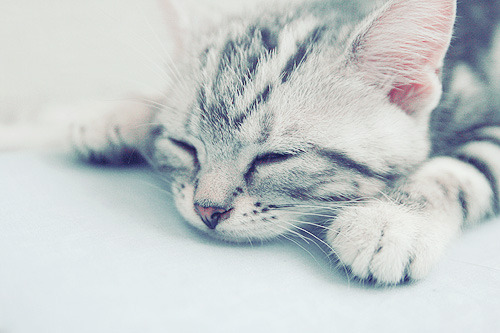 brightindie:  cutie 🐱