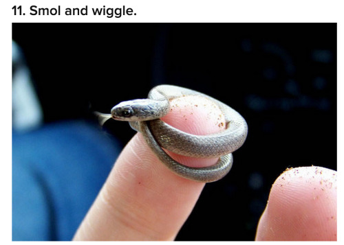 hmasfatty:buzzfeed:2 smol 2 care [x]I needed this today.