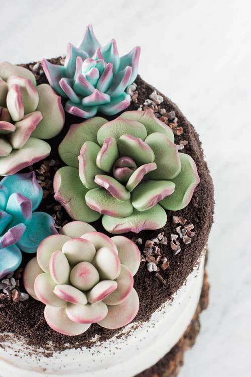 sweetoothgirl: SUCCULENT CAKE