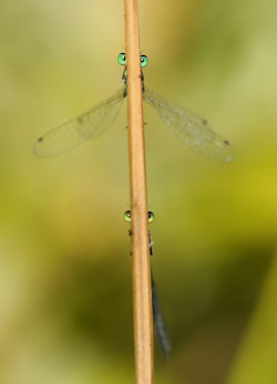 Bugs’ eye view (Damselflies)