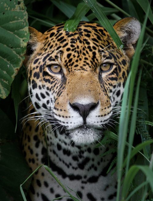 rokuthecat: Look into my Eyes by addydragon Bolivia,Cat,Jaguar,Rainforest,South America,eyes,Rurena