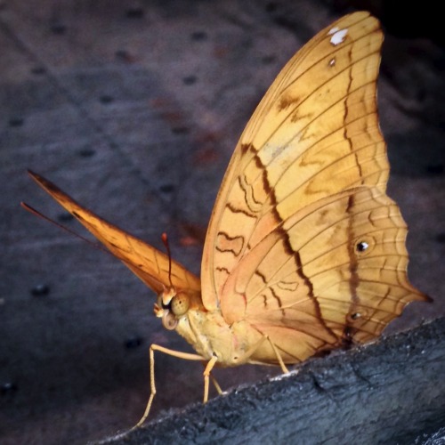 Shoemaker (Prepona omphale)Malay Cruiser (Vindula dejone)Angola White Lady (Graphium angolanus)