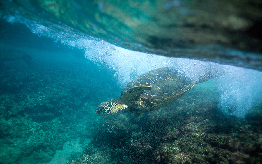 wolverxne:  Green Sea Turtle - Big island, Hawaii, USA - by: (Jon Cornforth) 