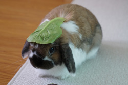 nekoni-klonoa2:  thingsonwalnut:  lettuce