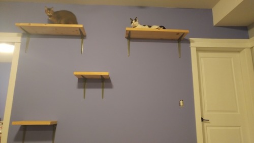 overtophidian: Some of the cat shelves are up in the new home! The kitties approve.