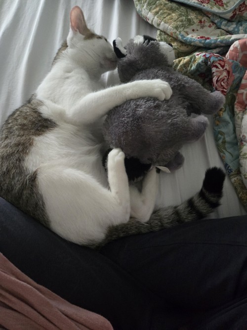 After Months Of Research On The Subject, And Many Peer Reviews Later, I Have Concluded That My Cat Is