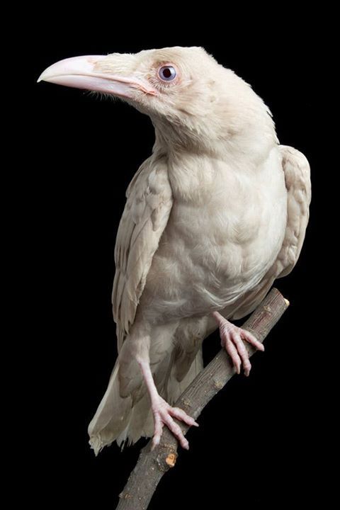 end0skeletal:Pearl, the albino common raven, was raised in captivity after being found as a fledglin