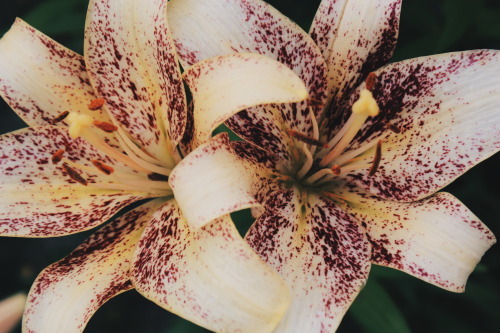 lilies