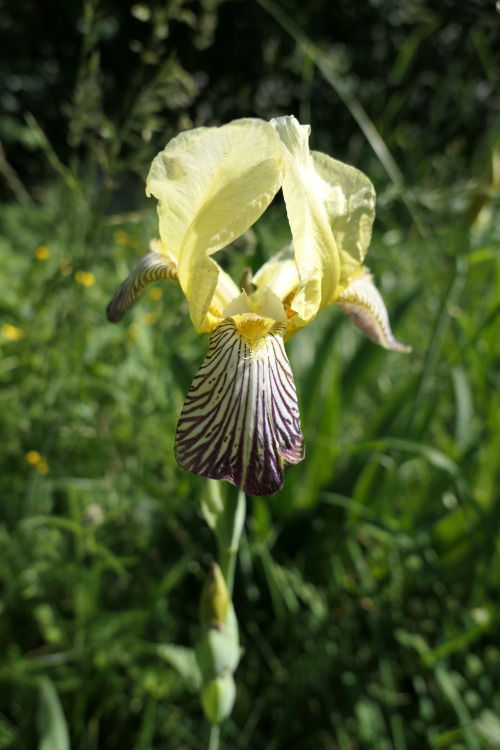 Iris germanica — German iris