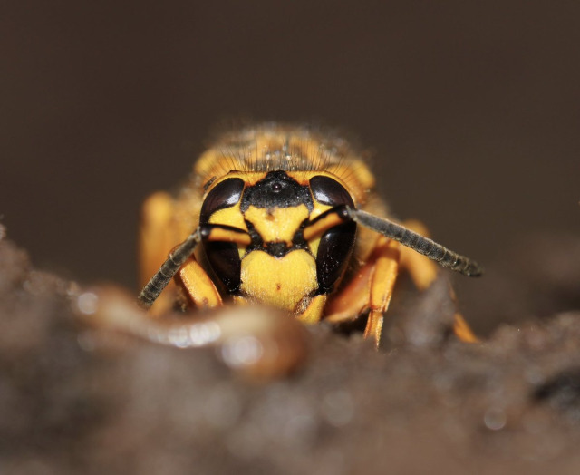 the face of a yellowjacket, straight-on, looking over a pile of out-of-focus dirt