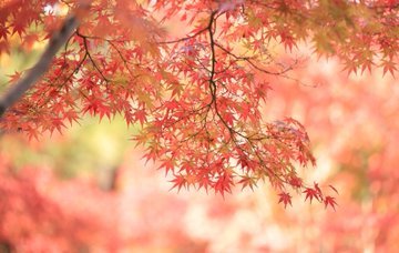 Shûshoku (Autumn sceneries, lit “autumn colors”), seasonal photo set seen on