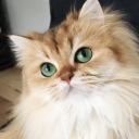 catstoday: