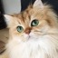 catstoday: