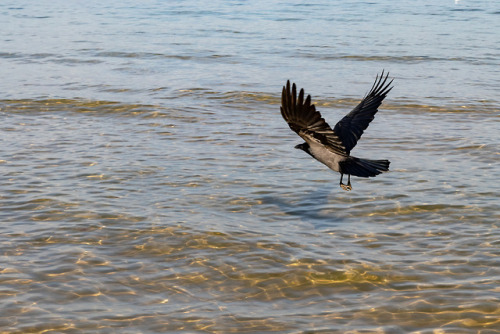 All seeing ravens II.Raven at the Baltic Sea.