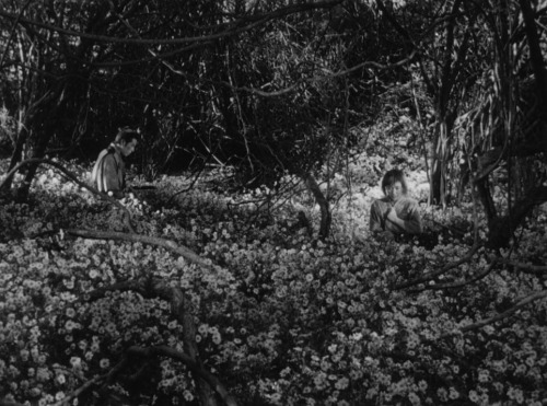 dudewheresmycriterioncollection:Seven Samurai (1954)Director: Akira Kurosawa Cinematographer: Asakazu Nakai