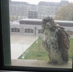 awwww-cute:  Found this guy on my windowsill while it was raining today