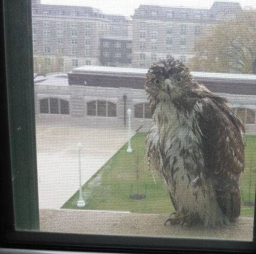 XXX awwww-cute:  Found this guy on my windowsill photo