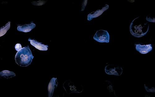 thatscienceguy:  Jellyfish have been found in every ocean, from the surface to the