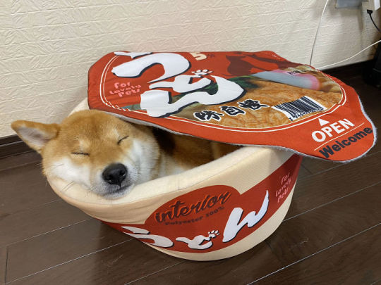 eduards-stuff:emma-of:ramen-bed:Pet Owners Are Buying Cup Noodle Beds For Their Pets