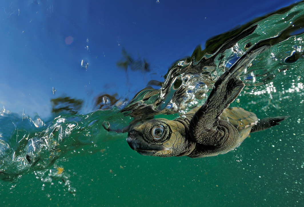 awkwardsituationist:  baby loggerhead sea turtle photographed by solvin zankl  