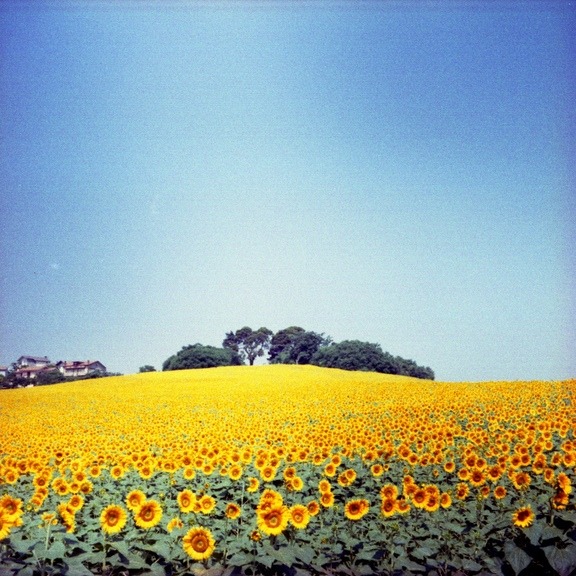 lomographicsociety:  Lomography Film of the Day - Agfa Vista 400 You can order your