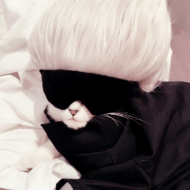 Gojo Cat