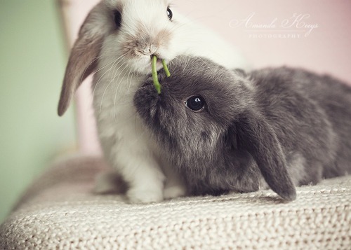 disney-archive:  baby animal posts daily