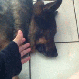 pet-corner:  Fine… I’ll shake your hand