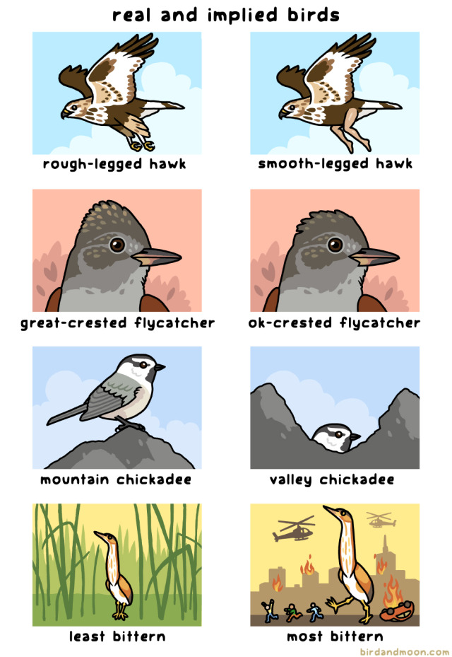 A six-panel cartoon titled "real and implied birds". In the two panels in the top row, there\'s a rough legged-hawk sailing through the sky, next to a smooth legged hawk, which has smooth human legs. In the second row, there\'s a great-crested flycatcher looking dapper, next to an ok-crested flycatcher that has just a slightly less nice crest. In the third row, there\'s a mountain chickadee standing up on stones, next to a valley chickadee peeking out from a dip between stones. In the fourth row, there\'s a least bittern standing in some reeds, next to a most bittern that is enormous and stomping through a city, with people running in fear, helicopters overhead, and an overturned car on fire.