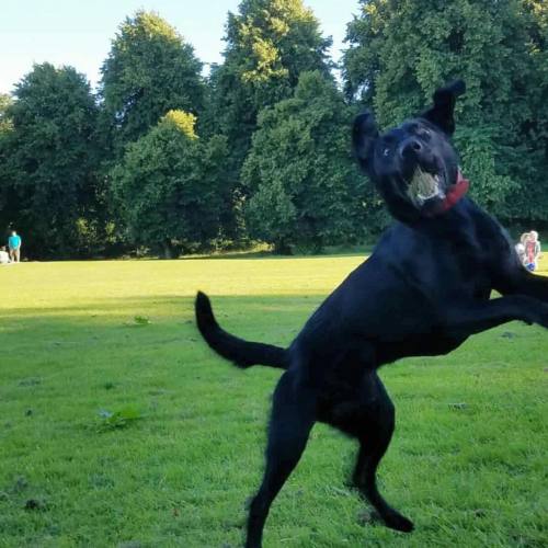 I EAT GRASS #labrador #blacklab #puppy #dogsofinstagram #idiotdog (at Sefton Park)