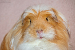 Guineapiggies:  Brenda Passchier 	  	 				 					 						 					 				 			  	      	