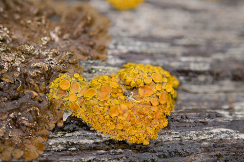 Maritime Sunburst Lichen