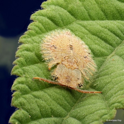 onenicebugperday:Owlfly Larva by Andreas Kay