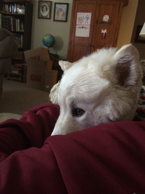 lotrlockedwhovian:My dog loves watching movies with me. He is staring intently at the TV. In the second pic he is hiding