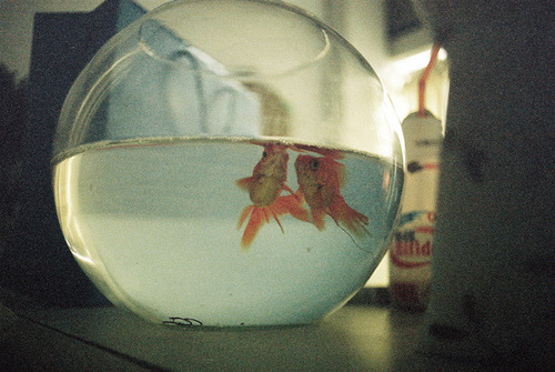 schzimmydearr:  gold fish　金魚 by Stanley Chiang on Flickr. 