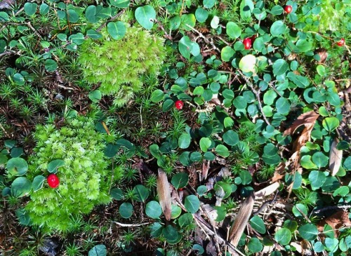 Partridge berry, Mitchella repens, and mosses.