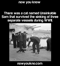 bluewater239:  thepokecrafter:  nowyoukno:  Source for more facts follow NowYouKno     That cat must have really hated water.  Wait. Is it not even a little suspicious that the same cat was on 3 separate ships that sank??
