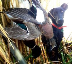 Gentleman Bobwhite