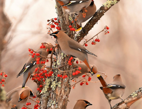 Bohemian Waxwing (Bombycilla garrulus) &gt;&gt;by Steve Liffmann