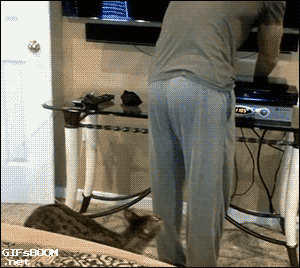 nostalgiclollygagger:hey, you forgot to feed the cat Kitty wants ham&hellip;